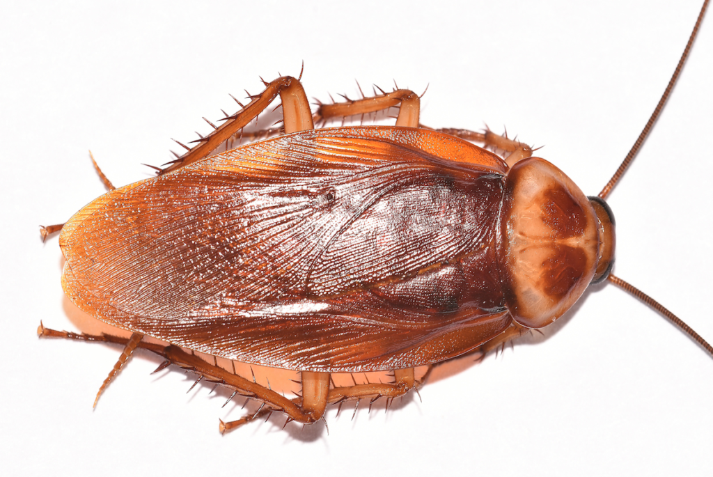 american cockroach