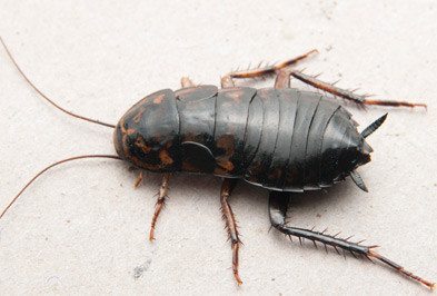 oriental cockroach