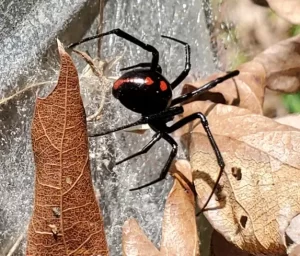 black widow spiders in ohio