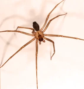 brown recluse spider ohio