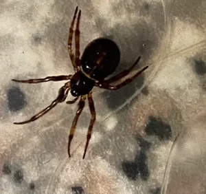 black widow spider ohio