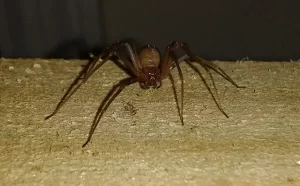 brown spider ohio