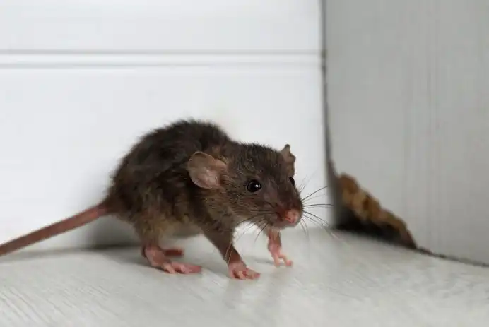 Secrets of the pros: How do exterminators get rid of mice? - Alexandria  Times