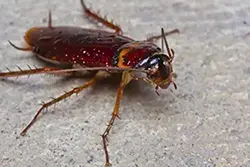 cockroaches in ohio