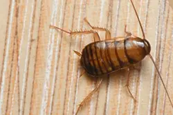 250x American Cockroach Nympth Copy.webp