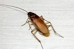 german cockroach in ohio