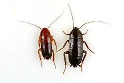 oriental cockroach nymph