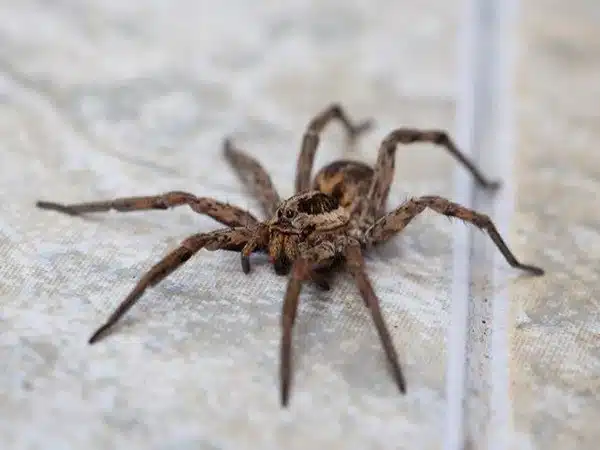 small wolf spider? Distinctly striped legs 