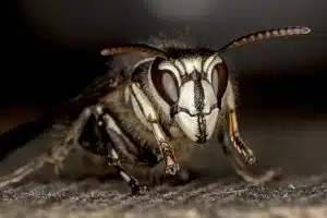 wasp extermination bedford