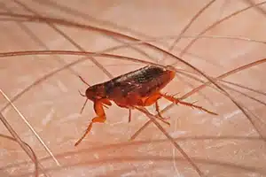 flea exterminator bedford ohio