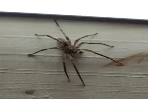 spiders of ohio