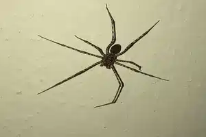 brown spiders of ohio