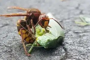cicada killer wasps in ohio