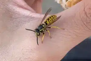 wasps in ohio