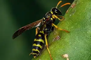 ohio wasps