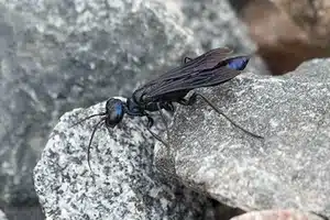 ohio black wasp