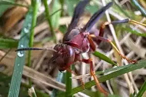 ohio wasps