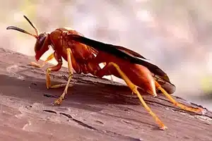 red paper wasp in ohio