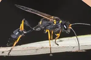 black wasp ohio