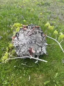 wasp nest removal