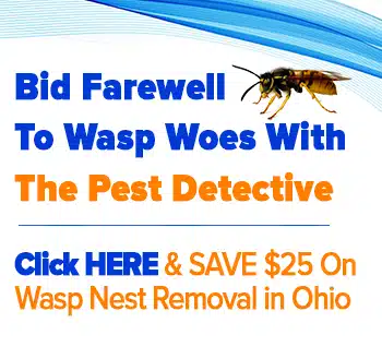 wasp control in ohio