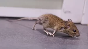 mouse exterminator cleveland