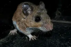 mouse exterminator cleveland