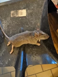rat extermination in cleveland