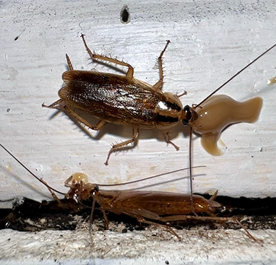 when to call an exterminator for cockroaches