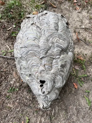 bald faced hornets nest in ohio