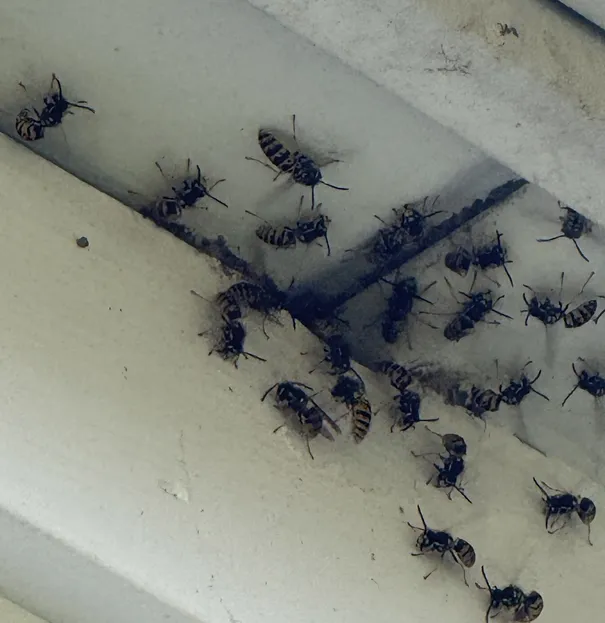 eastern yellow jacket wasp nest in ohio