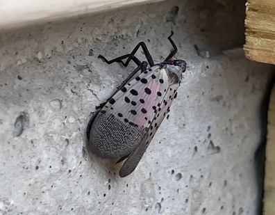 spotted lanternfly in ohio