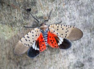 spotted lanternfly ohio