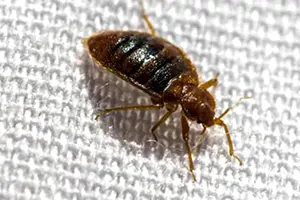 bed bug exterminator beachwood ohio